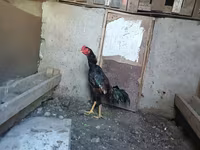 Chickens — foto 5