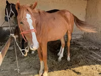 Mare, Horses — photo 1