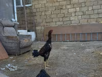 Chickens — 2-rasm