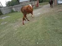Vaca, Simmental cattle — foto 4