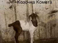 Keçi, Kamori goats — foto 3
