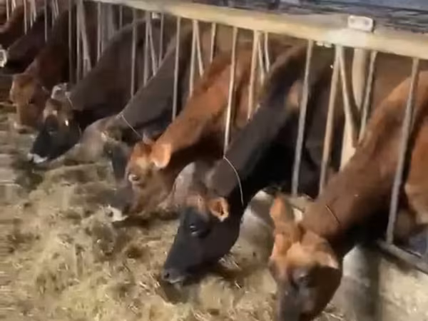 Sigir, Jersey zotasi