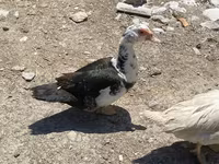 Domestic Muscovy — photo 5