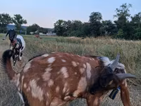 公山羊, Nubian Goat — 照片 3