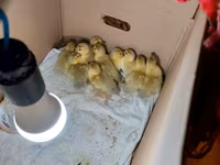 Ducks — फ़ोटो 2