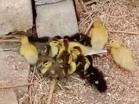 Ducks — Foto 2
