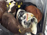 Bovinos (lote, sexo no especificado), Simmental cattle — foto 2