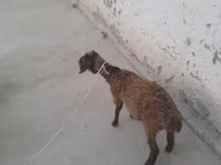 Goats (batch, sex not specified), Goats — photo 2