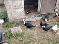 Domestic Muscovy — 8-rasm