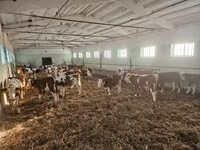 सांड, Simmental cattle — फ़ोटो 5
