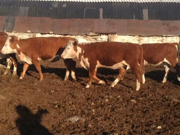 母牛, Swiss cattle