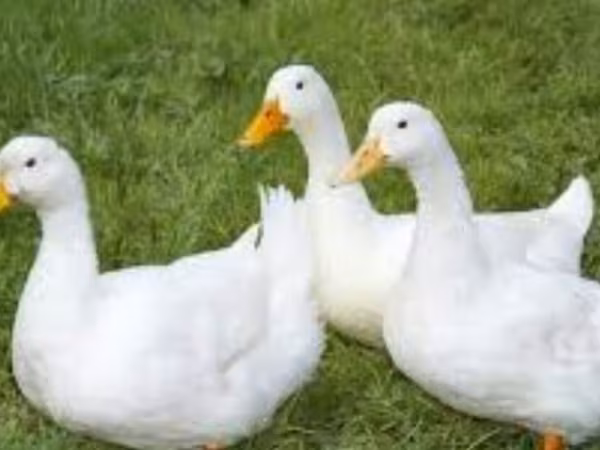 Deutscher Pekin