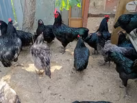 Australian Pit Game fowl — Foto 1