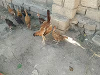 Chickens — photo 3