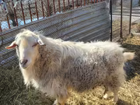 Ziegenbock, Saanen goat — Foto 1