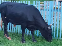 सांड, एबरडीन - एंगस — फ़ोटो 1