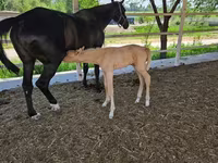 فرس, Akhal-Teke — الصورة 4