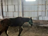 Horse (M), Horses — photo 2