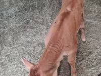 Корова, Корова лимузин — фото 2