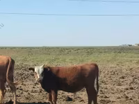 सांड, कल्मिक नस्ल — फ़ोटो 2