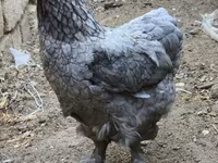 براهما — الصورة 4