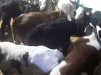 İribuynuzlu mal-qara (partiya, cinsi göstərilməyib), Simmental cattle — foto 6