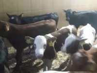 İribuynuzlu mal-qara (partiya, cinsi göstərilməyib), Simmental cattle — foto 2