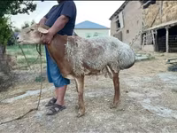 Widder, Hissar sheep — Foto 3