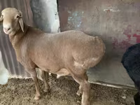 Widder, Hissar sheep — Foto 8
