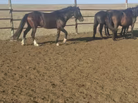 Caballo, New Altai Horse — foto 3