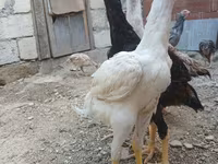 Chickens — الصورة 6