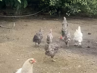 Gallina eslovena barrada — foto 2