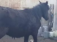 घोड़ी, Horse breed — फ़ोटो 4