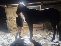Hengst, New Altai Horse — Foto 1