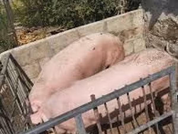 Eber, Schweine