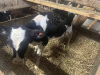Bulle, Russian Black pied cattle — Foto 6