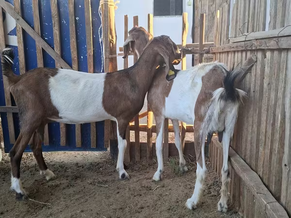 Ziege, Nubian Goat