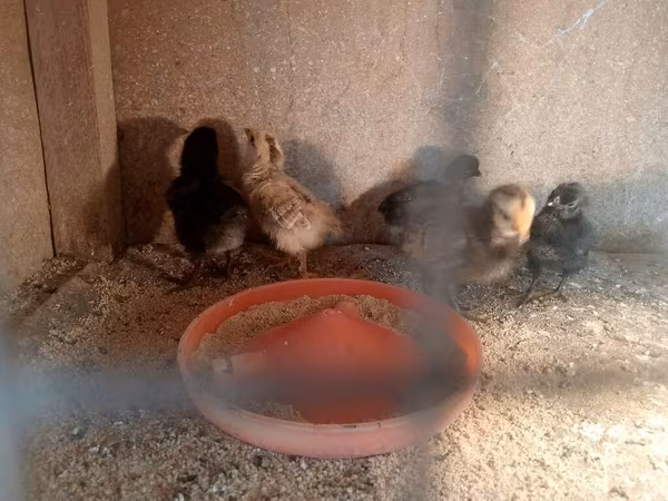 Chickens