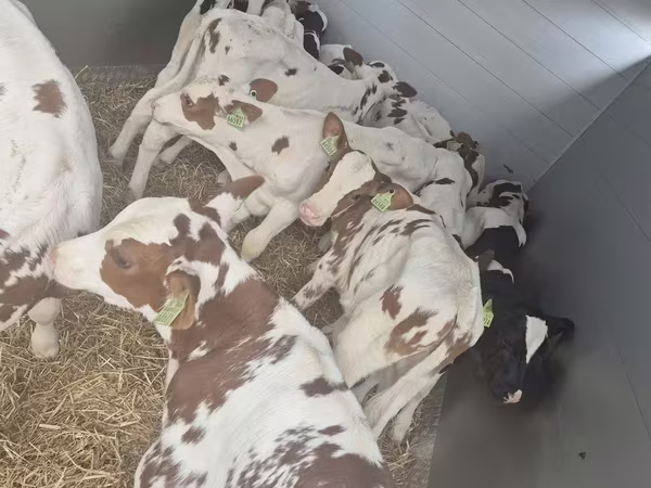 Bulle, Simmental cattle
