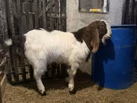 Keçi, Kamori goats — foto 1