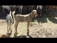 نعجة, الأغنام — الصورة 1