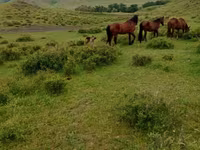 Hengst, Kazakh horse — Foto 7