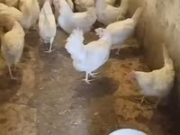 ليغهورن — الصورة 1