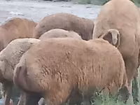 Ovejas (lote, sexo no especificado), Ovejas — foto 3