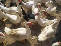 Ducks — 4-rasm