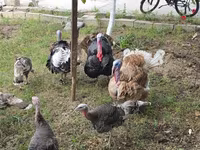 Turkeys — 5-rasm