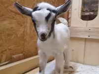 Dişi keçi, Australian Miniature goats — foto 2