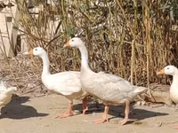 Geese — photo 2