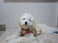 Erkək Maltipoo balası - Yaş: 5 aylıq - Xüsusiyyətlər: Tam sağlam, çox — 照片 3