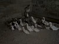 Geese — الصورة 2